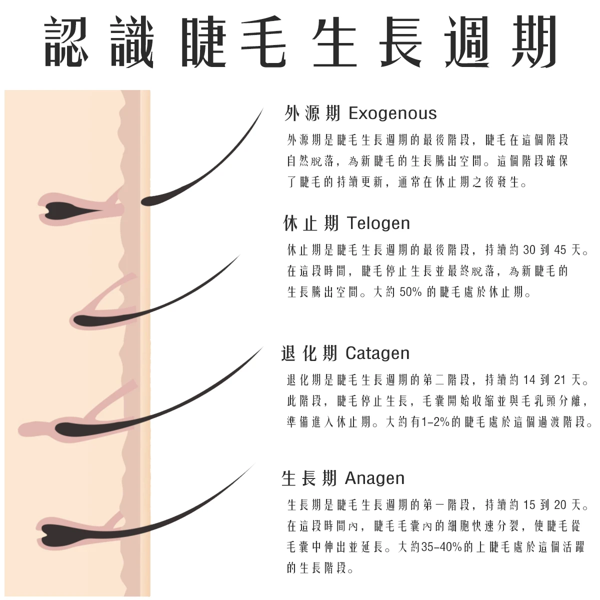 在美睫前妳所必須知道的睫毛知識